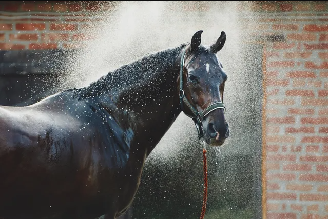 horse getting sprayed for a wash with equine wash.