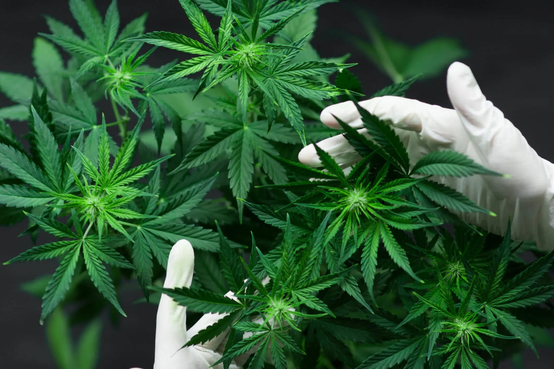 Bigger Buds, Healthier Plants: Boost Cannabis ROI with EcoAgra™ Foliar Spray