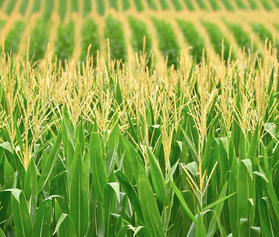 EcoAgra™ A Smarter Foliar Boost for Corn, Soybeans, and Wheat