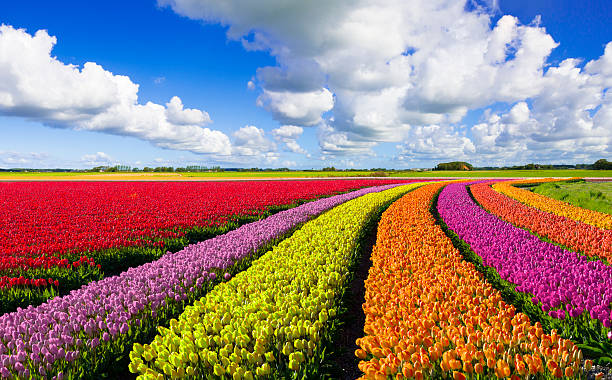 Boost Quality and Consistency in Specialty Crops with EcoAgra™