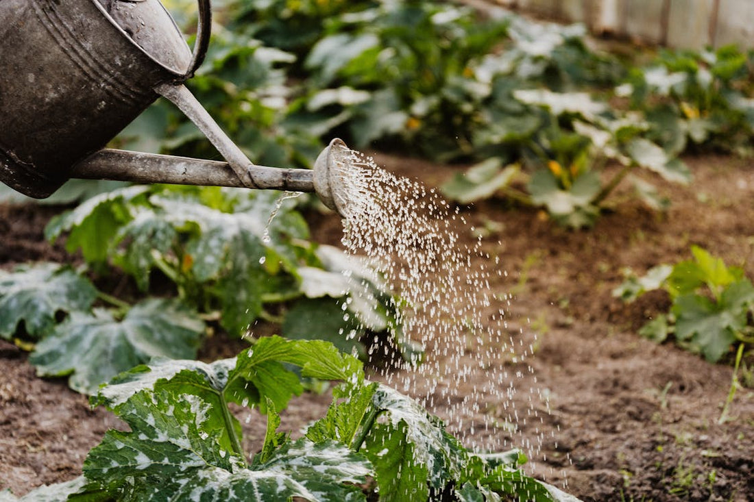 Urban farm hand watering plants