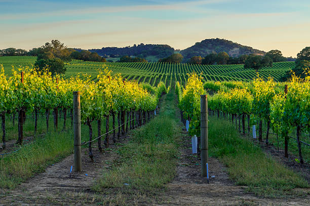Precision Grown Profit: Boost Vineyard & Orchard Yield with EcoAgra™ and Agritech